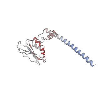 10978_6ywx_j_v1-0
The structure of the mitoribosome from Neurospora crassa with tRNA bound to the E-site