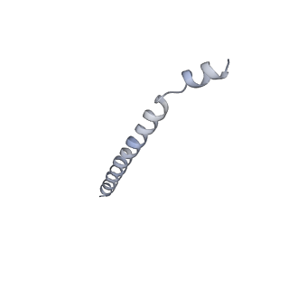 10985_6ywy_00_v1-0
The structure of the mitoribosome from Neurospora crassa with bound tRNA at the P-site