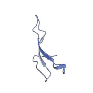 10985_6ywy_0_v1-0
The structure of the mitoribosome from Neurospora crassa with bound tRNA at the P-site