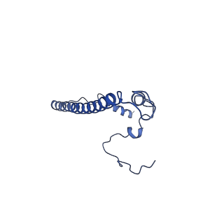 10985_6ywy_2_v1-0
The structure of the mitoribosome from Neurospora crassa with bound tRNA at the P-site