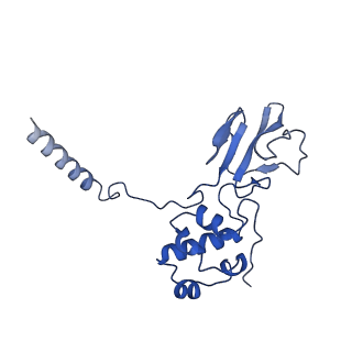 10985_6ywy_33_v1-0
The structure of the mitoribosome from Neurospora crassa with bound tRNA at the P-site