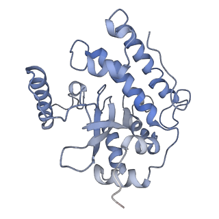 10985_6ywy_44_v1-0
The structure of the mitoribosome from Neurospora crassa with bound tRNA at the P-site