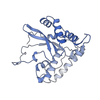 10985_6ywy_55_v1-0
The structure of the mitoribosome from Neurospora crassa with bound tRNA at the P-site