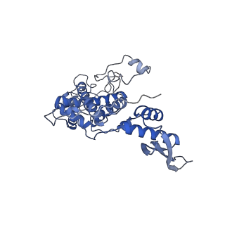 10985_6ywy_5_v1-0
The structure of the mitoribosome from Neurospora crassa with bound tRNA at the P-site