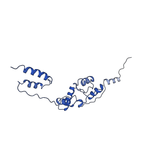 10985_6ywy_77_v1-0
The structure of the mitoribosome from Neurospora crassa with bound tRNA at the P-site