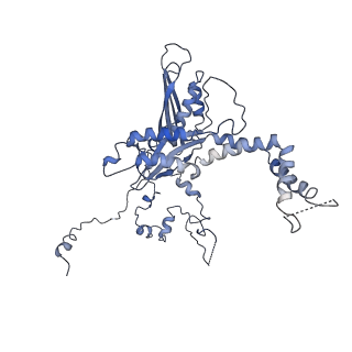 10985_6ywy_CC_v1-0
The structure of the mitoribosome from Neurospora crassa with bound tRNA at the P-site