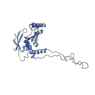 10985_6ywy_D_v1-0
The structure of the mitoribosome from Neurospora crassa with bound tRNA at the P-site