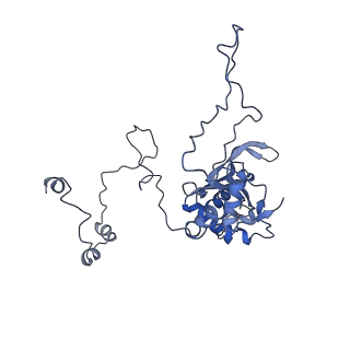10985_6ywy_E_v1-0
The structure of the mitoribosome from Neurospora crassa with bound tRNA at the P-site