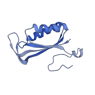 10985_6ywy_FF_v1-0
The structure of the mitoribosome from Neurospora crassa with bound tRNA at the P-site