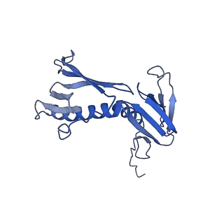 10985_6ywy_F_v1-0
The structure of the mitoribosome from Neurospora crassa with bound tRNA at the P-site