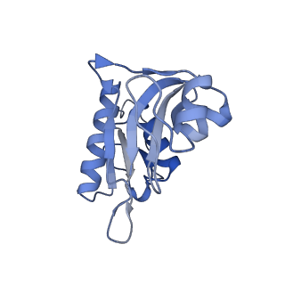 10985_6ywy_HH_v1-0
The structure of the mitoribosome from Neurospora crassa with bound tRNA at the P-site