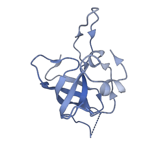 10985_6ywy_I_v1-0
The structure of the mitoribosome from Neurospora crassa with bound tRNA at the P-site