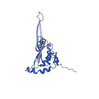 10985_6ywy_JJ_v1-0
The structure of the mitoribosome from Neurospora crassa with bound tRNA at the P-site