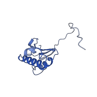 10985_6ywy_KK_v1-0
The structure of the mitoribosome from Neurospora crassa with bound tRNA at the P-site