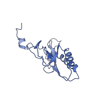 10985_6ywy_K_v1-0
The structure of the mitoribosome from Neurospora crassa with bound tRNA at the P-site