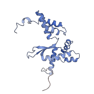 10985_6ywy_L_v1-0
The structure of the mitoribosome from Neurospora crassa with bound tRNA at the P-site