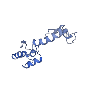 10985_6ywy_MM_v1-0
The structure of the mitoribosome from Neurospora crassa with bound tRNA at the P-site