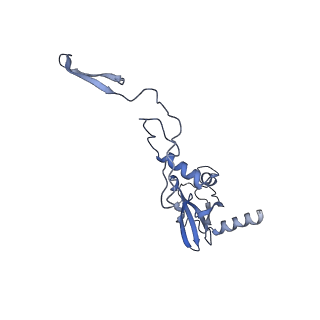 10985_6ywy_M_v1-0
The structure of the mitoribosome from Neurospora crassa with bound tRNA at the P-site