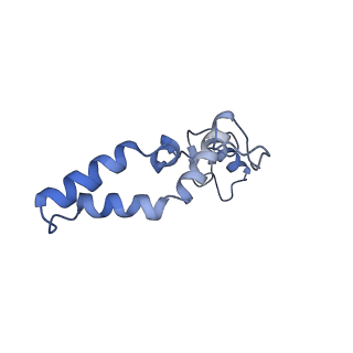 10985_6ywy_NN_v1-0
The structure of the mitoribosome from Neurospora crassa with bound tRNA at the P-site