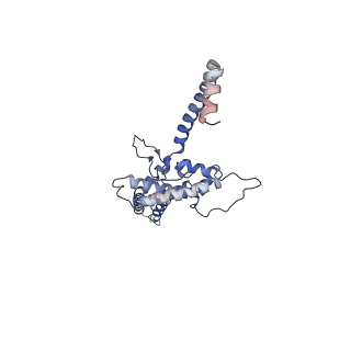 10985_6ywy_OO_v1-0
The structure of the mitoribosome from Neurospora crassa with bound tRNA at the P-site