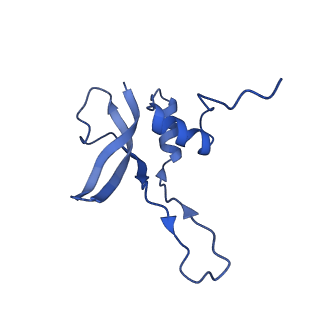 10985_6ywy_PP_v1-0
The structure of the mitoribosome from Neurospora crassa with bound tRNA at the P-site
