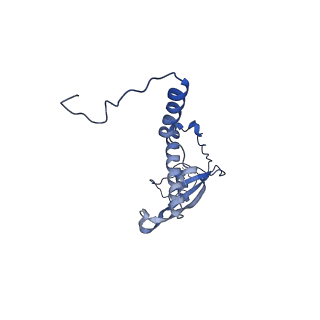 10985_6ywy_P_v1-0
The structure of the mitoribosome from Neurospora crassa with bound tRNA at the P-site