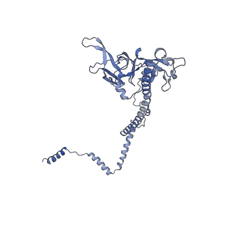 10985_6ywy_Q_v1-0
The structure of the mitoribosome from Neurospora crassa with bound tRNA at the P-site