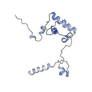 10985_6ywy_RR_v1-0
The structure of the mitoribosome from Neurospora crassa with bound tRNA at the P-site