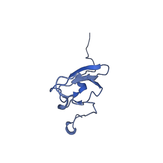 10985_6ywy_SS_v1-0
The structure of the mitoribosome from Neurospora crassa with bound tRNA at the P-site