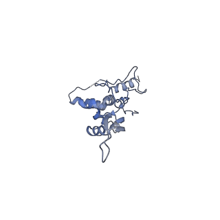 10985_6ywy_S_v1-0
The structure of the mitoribosome from Neurospora crassa with bound tRNA at the P-site