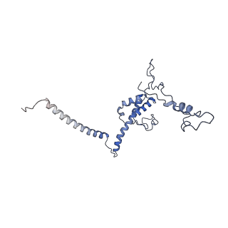 10985_6ywy_UU_v1-0
The structure of the mitoribosome from Neurospora crassa with bound tRNA at the P-site