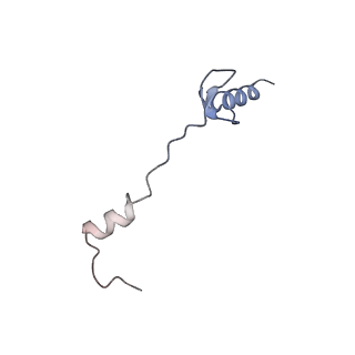 10985_6ywy_W_v1-0
The structure of the mitoribosome from Neurospora crassa with bound tRNA at the P-site