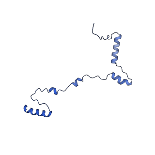 10985_6ywy_YY_v1-0
The structure of the mitoribosome from Neurospora crassa with bound tRNA at the P-site