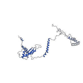 10985_6ywy_ZZ_v1-0
The structure of the mitoribosome from Neurospora crassa with bound tRNA at the P-site