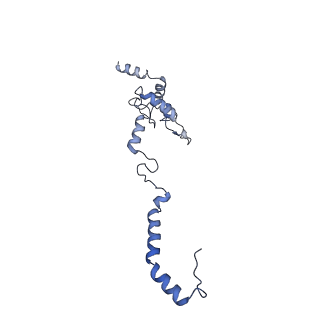10985_6ywy_b_v1-0
The structure of the mitoribosome from Neurospora crassa with bound tRNA at the P-site