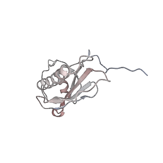 10985_6ywy_e_v1-0
The structure of the mitoribosome from Neurospora crassa with bound tRNA at the P-site