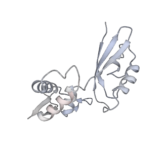 10985_6ywy_g_v1-0
The structure of the mitoribosome from Neurospora crassa with bound tRNA at the P-site