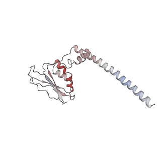 10985_6ywy_j_v1-0
The structure of the mitoribosome from Neurospora crassa with bound tRNA at the P-site