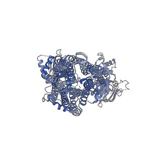 6847_5yw7_B_v1-1
Structure of pancreatic ATP-sensitive potassium channel bound with glibenclamide and ATPgammaS (focused refinement on SUR1 ABC transporter module at 4.4A)