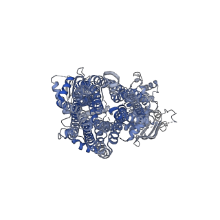 6847_5yw7_B_v1-2
Structure of pancreatic ATP-sensitive potassium channel bound with glibenclamide and ATPgammaS (focused refinement on SUR1 ABC transporter module at 4.4A)
