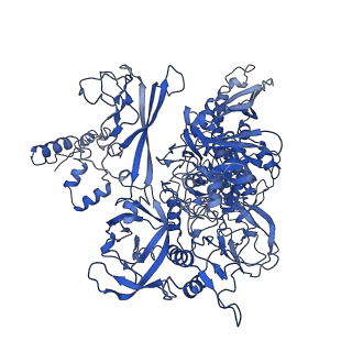 10996_6yxu_C_v1-0
Structure of Mycobacterium smegmatis HelD protein in complex with RNA polymerase core - State I, primary channel engaged