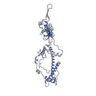 10999_6yxx_A2_v1-0
State A of the Trypanosoma brucei mitoribosomal large subunit assembly intermediate