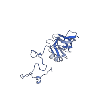 10999_6yxx_AV_v1-0
State A of the Trypanosoma brucei mitoribosomal large subunit assembly intermediate