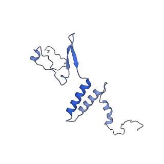 10999_6yxx_Af_v1-0
State A of the Trypanosoma brucei mitoribosomal large subunit assembly intermediate