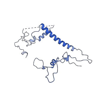 10999_6yxx_Ao_v1-0
State A of the Trypanosoma brucei mitoribosomal large subunit assembly intermediate