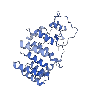 10999_6yxx_BI_v1-0
State A of the Trypanosoma brucei mitoribosomal large subunit assembly intermediate
