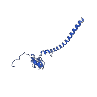 11000_6yxy_A3_v1-0
State B of the Trypanosoma brucei mitoribosomal large subunit assembly intermediate