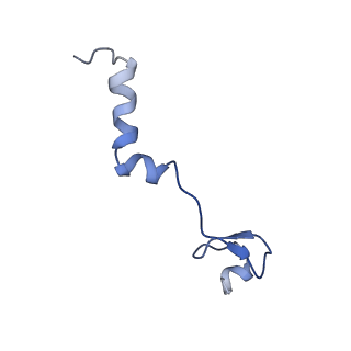 11000_6yxy_A5_v1-0
State B of the Trypanosoma brucei mitoribosomal large subunit assembly intermediate