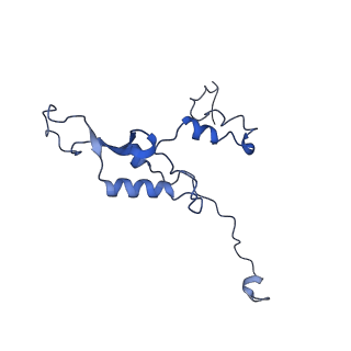 11000_6yxy_A8_v1-0
State B of the Trypanosoma brucei mitoribosomal large subunit assembly intermediate
