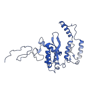 11000_6yxy_AR_v1-0
State B of the Trypanosoma brucei mitoribosomal large subunit assembly intermediate